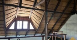 Paja Brava Paja Brava